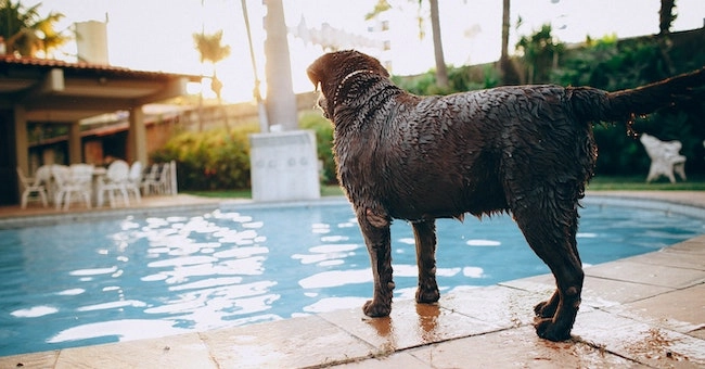 Best Affordable Pet-Friendly Hotel Booking Websites