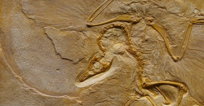 World's Oldest Animal Fossils Found in Australia