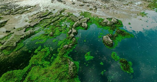 Florida's Beaches: Record Numbers of Seaweed Sargassum